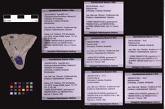 Foto (Objekt + Etiketten) von Goniodromites sp. (NHMW-GEO-1990-0041-0180b)